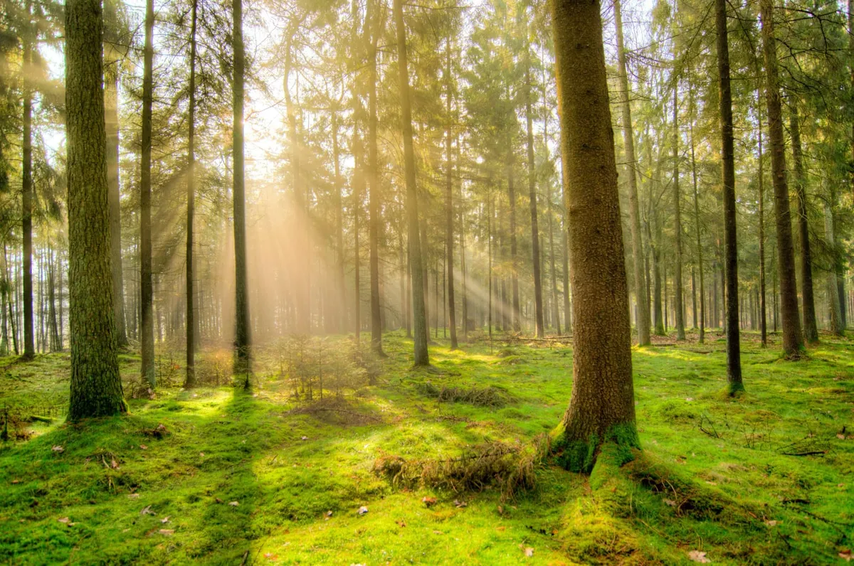 Bäume Wald grün Rasen Sonne Licht grün